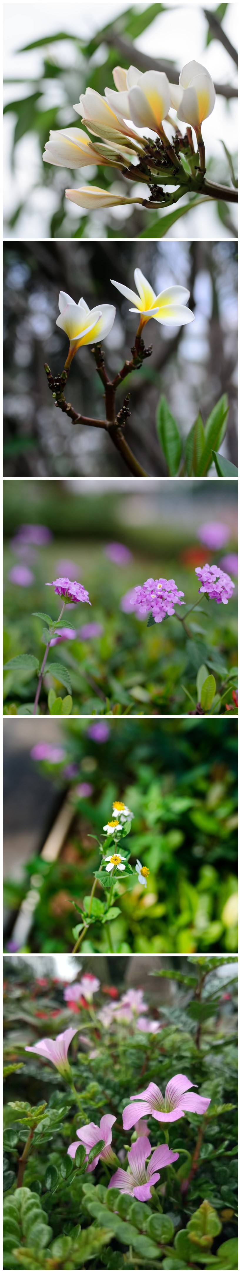 校園風(fēng)景圖片（梁平攝影20170324） (3)_副本.jpg